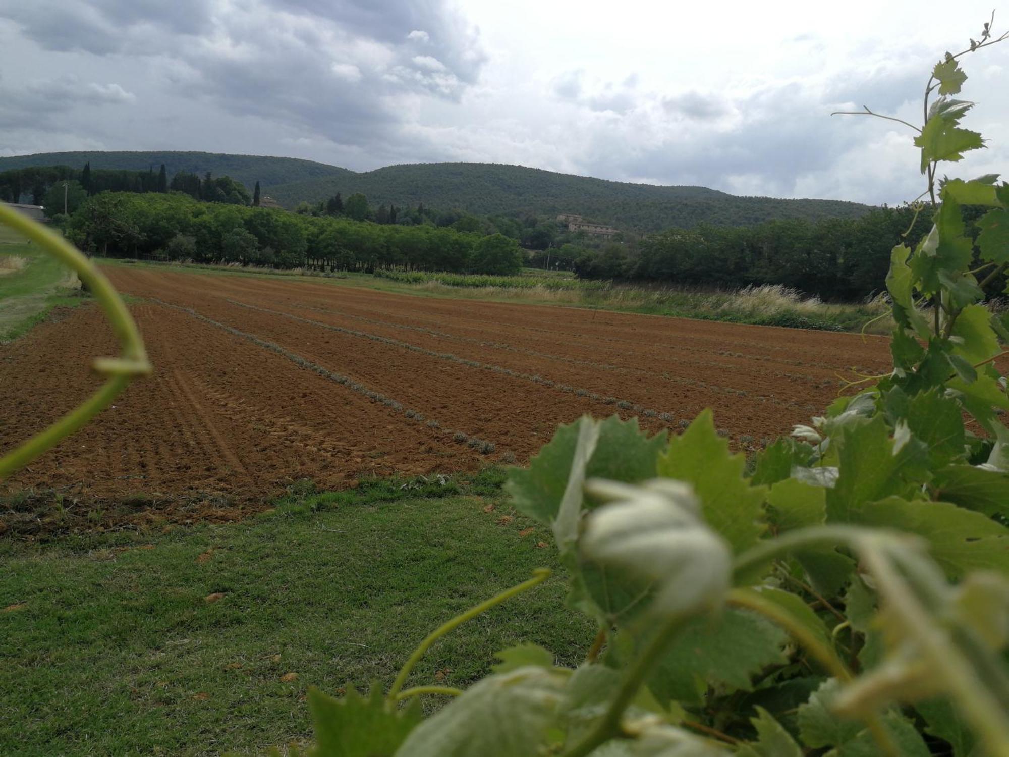 Claudia Vacanza Toscana - Appartamento Melograno -10 Min Da Siena Sovicille Pokoj fotografie