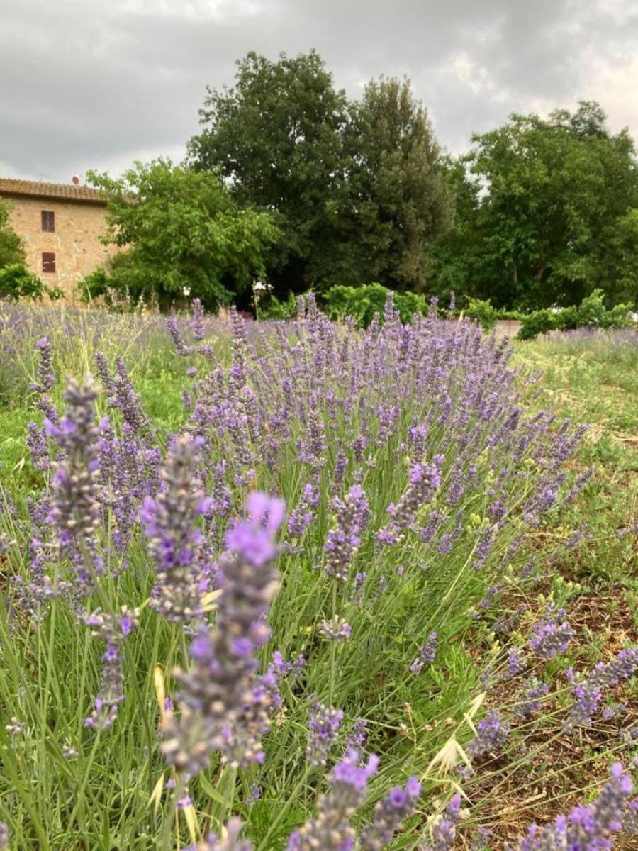Claudia Vacanza Toscana - Appartamento Melograno -10 Min Da Siena Sovicille Exteriér fotografie