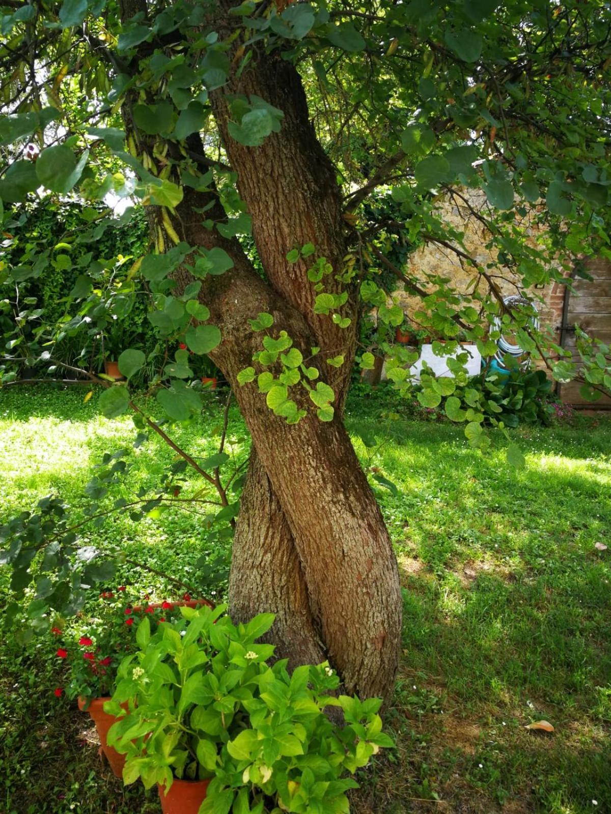Claudia Vacanza Toscana - Appartamento Melograno -10 Min Da Siena Sovicille Exteriér fotografie