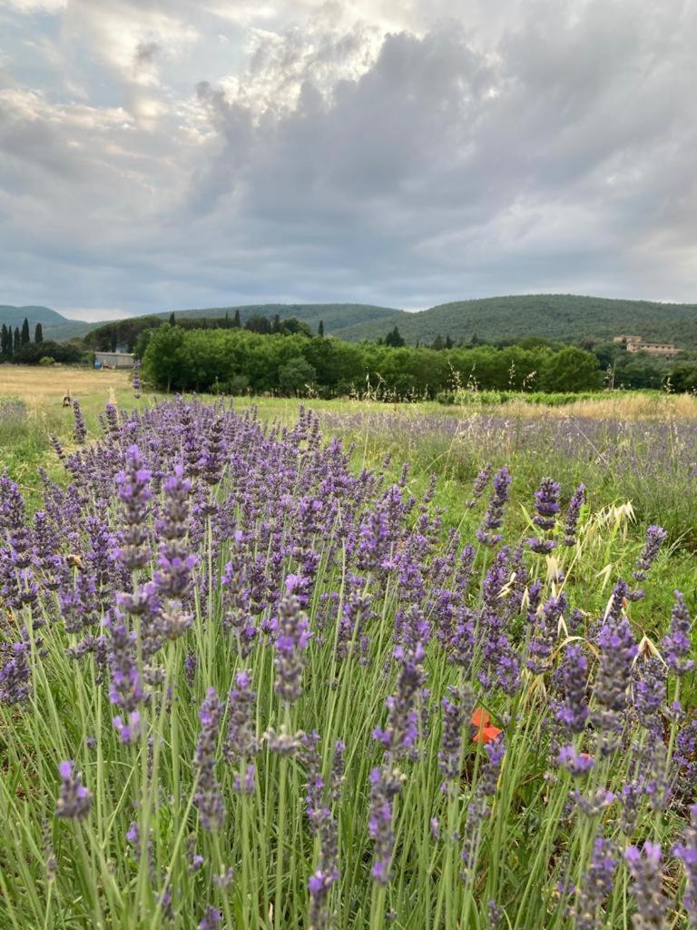 Claudia Vacanza Toscana - Appartamento Melograno -10 Min Da Siena Sovicille Exteriér fotografie