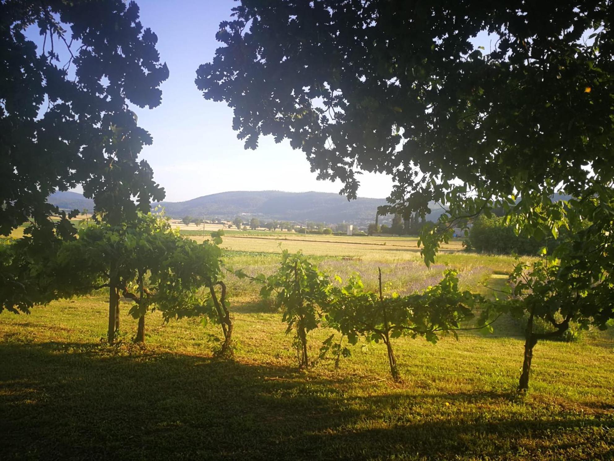 Claudia Vacanza Toscana - Appartamento Melograno -10 Min Da Siena Sovicille Exteriér fotografie